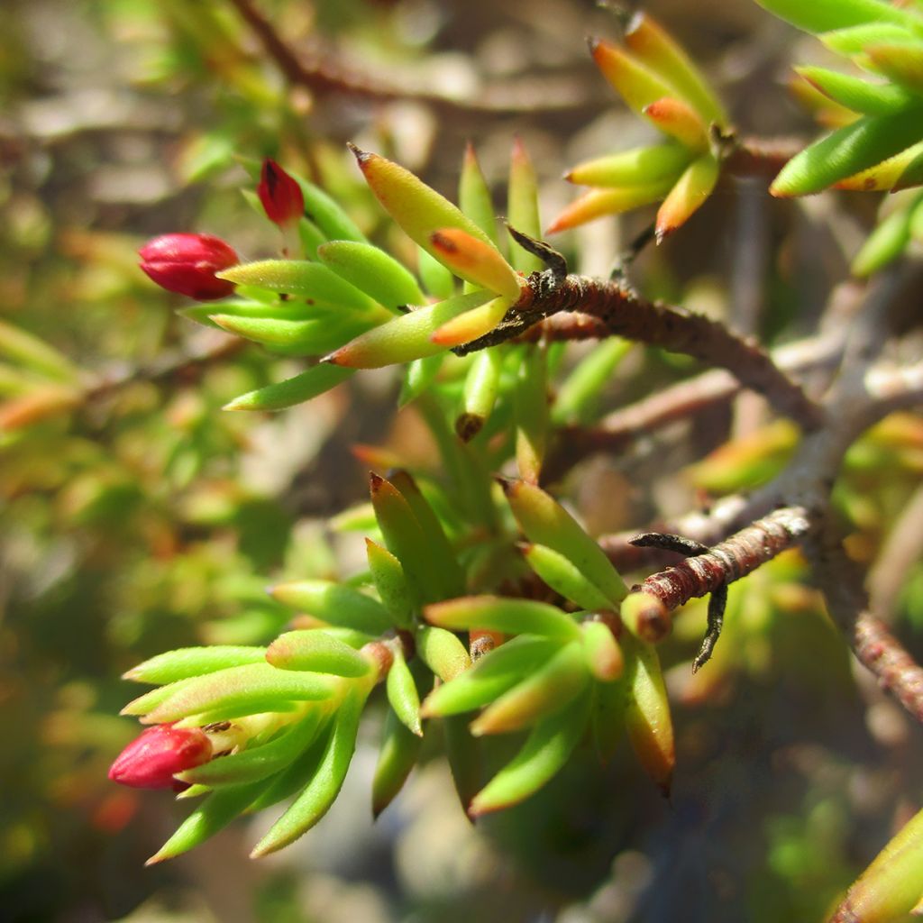 Pauniko - Crassula sarcocaulis