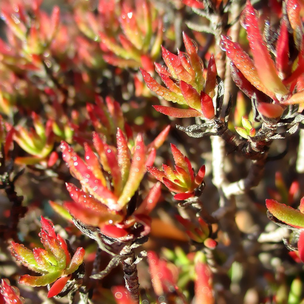 Pauniko - Crassula sarcocaulis