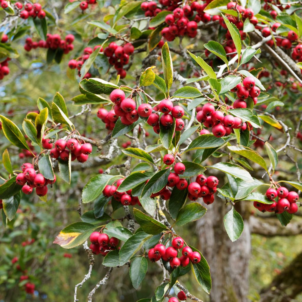 Loisto-orapihlaja - Crataegus crus-galli
