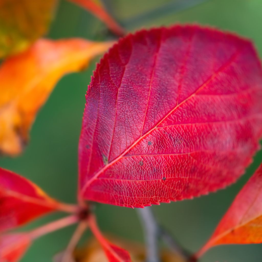 Loisto-orapihlaja - Crataegus crus-galli