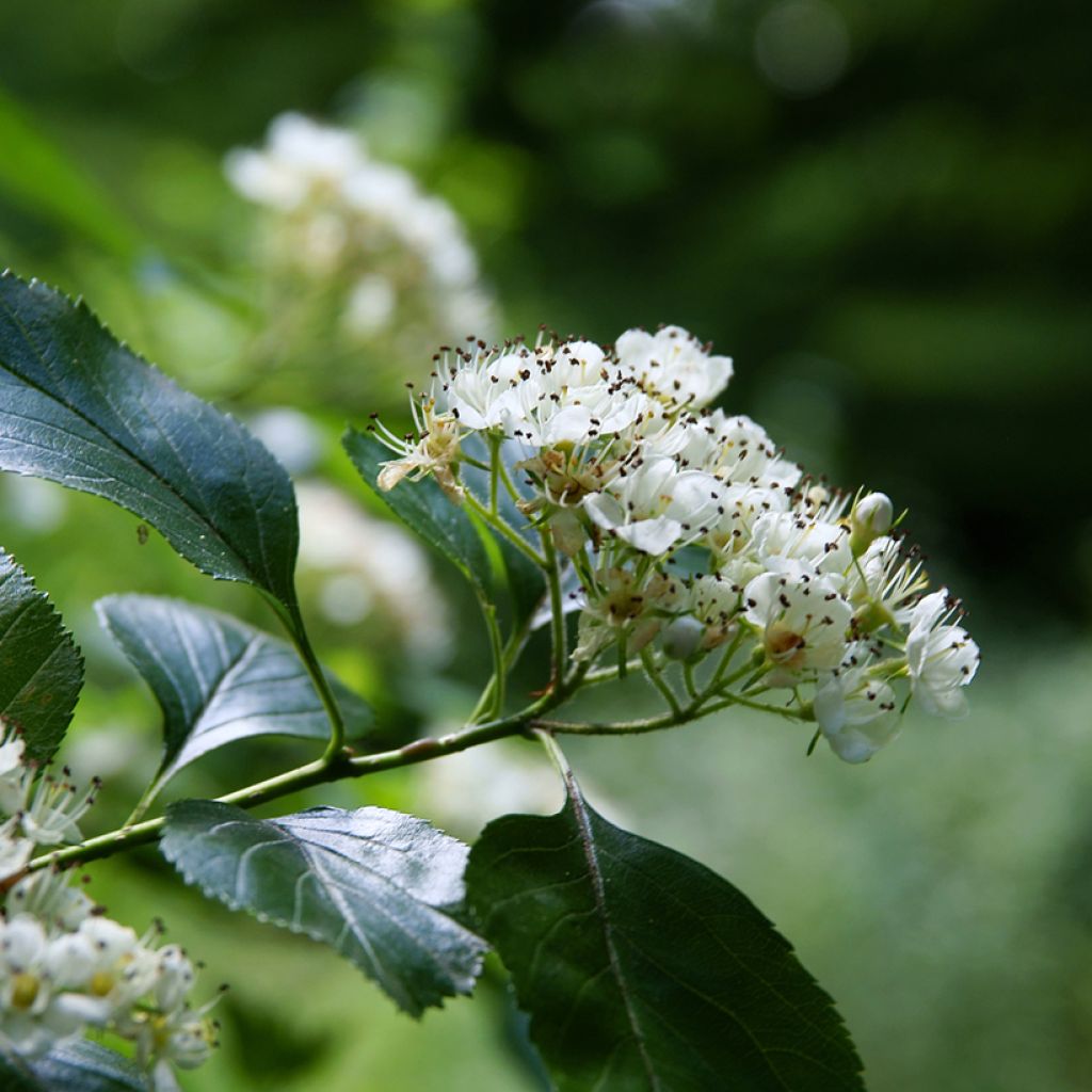 Loisto-orapihlaja - Crataegus crus-galli