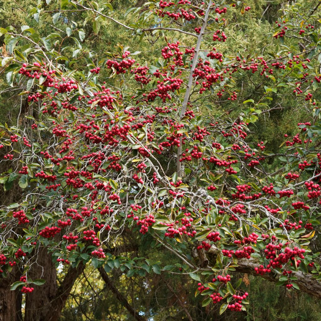 Loisto-orapihlaja - Crataegus crus-galli
