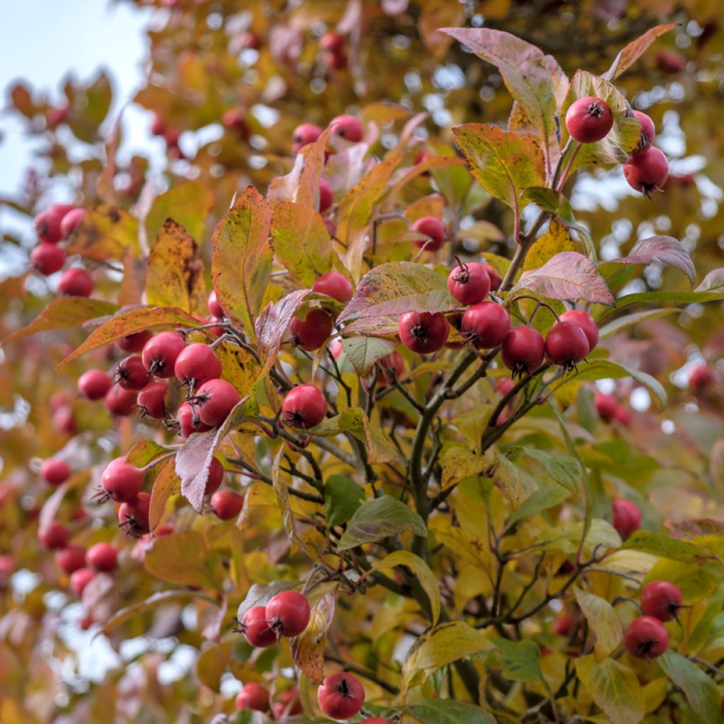 Loisto-orapihlaja - Crataegus crus-galli