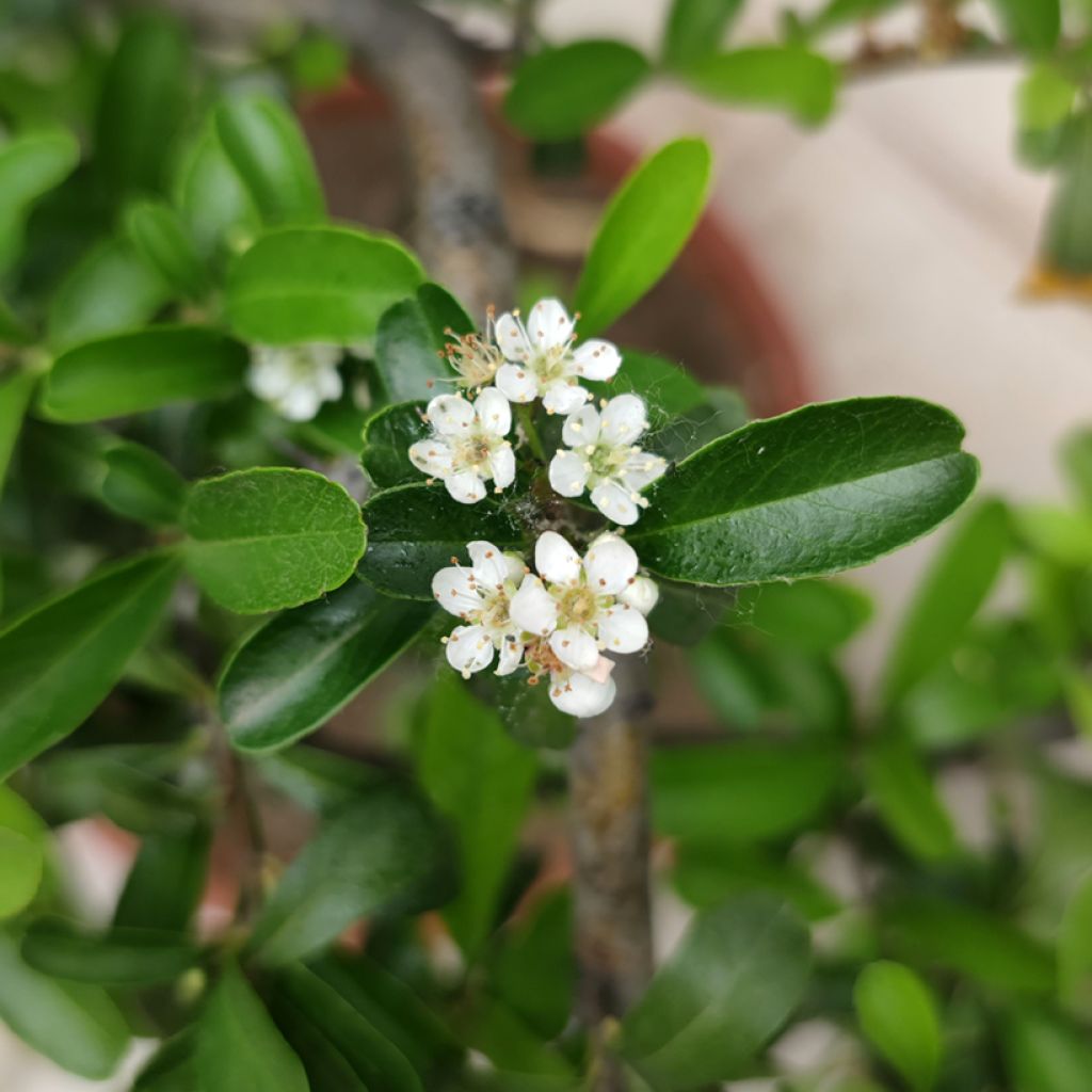 Loisto-orapihlaja - Crataegus crus-galli