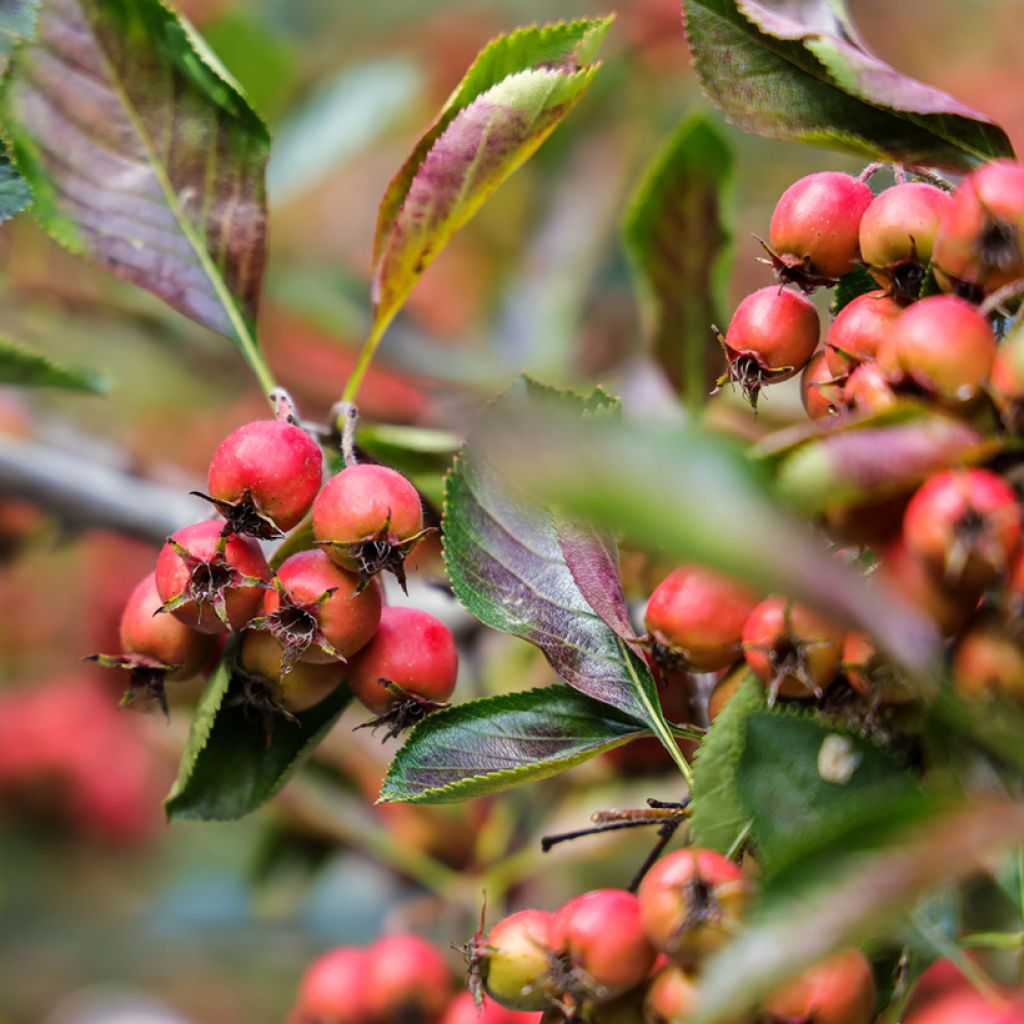 Loisto-orapihlaja - Crataegus crus-galli