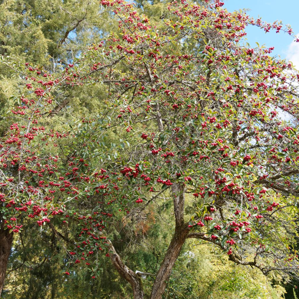 Loisto-orapihlaja - Crataegus crus-galli