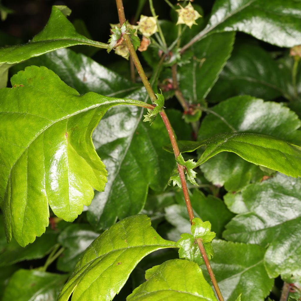 Pyöröorapihlaja Auriculata
