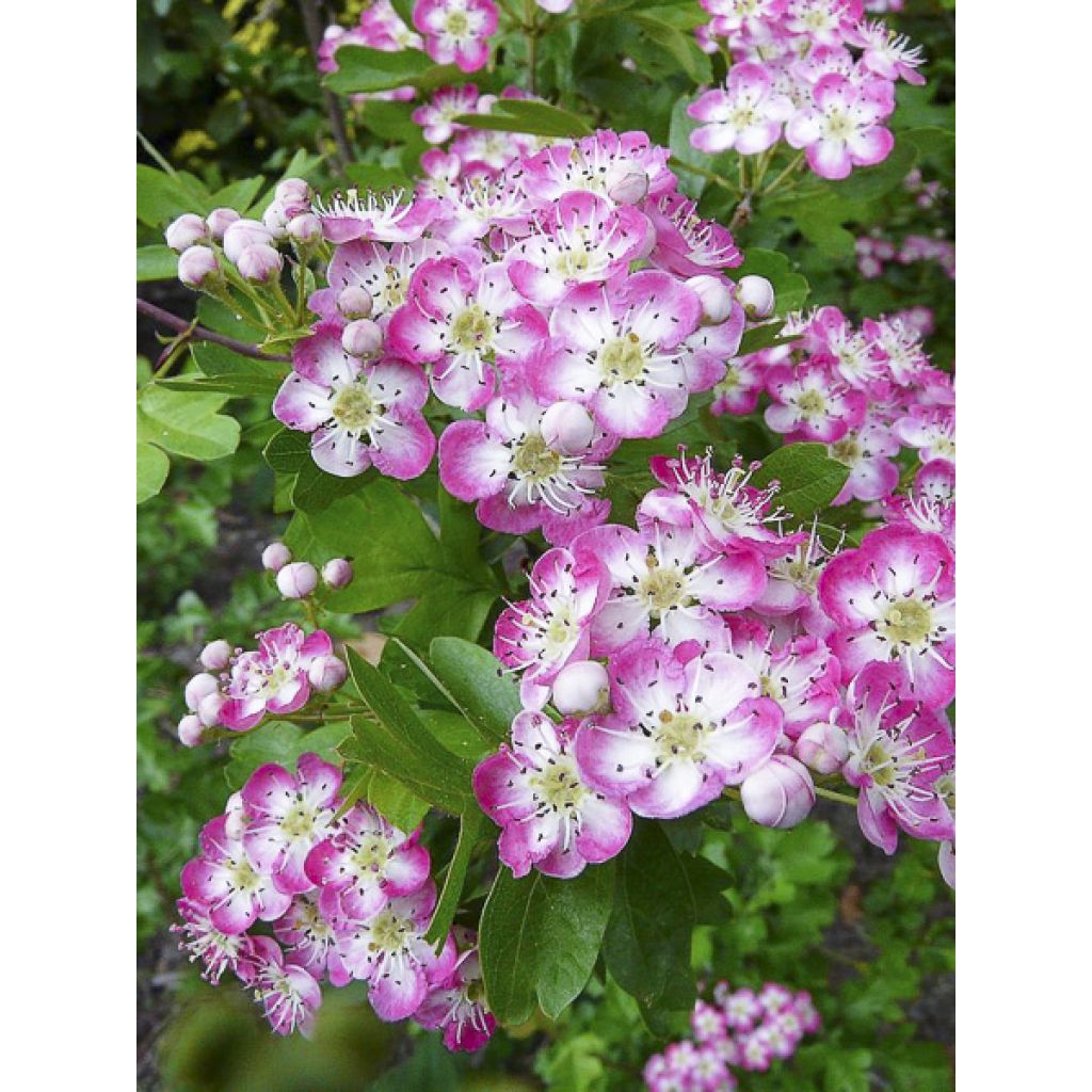 Hybridiorapihlaja Princesse Sturdza