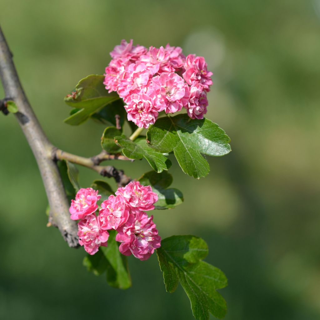 Pyöröorapihlaja Rosea Flore Pleno