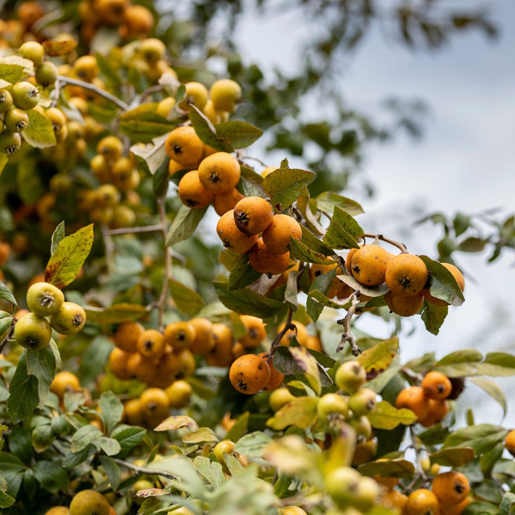 Meksikonorapihlaja - Crataegus mexicana