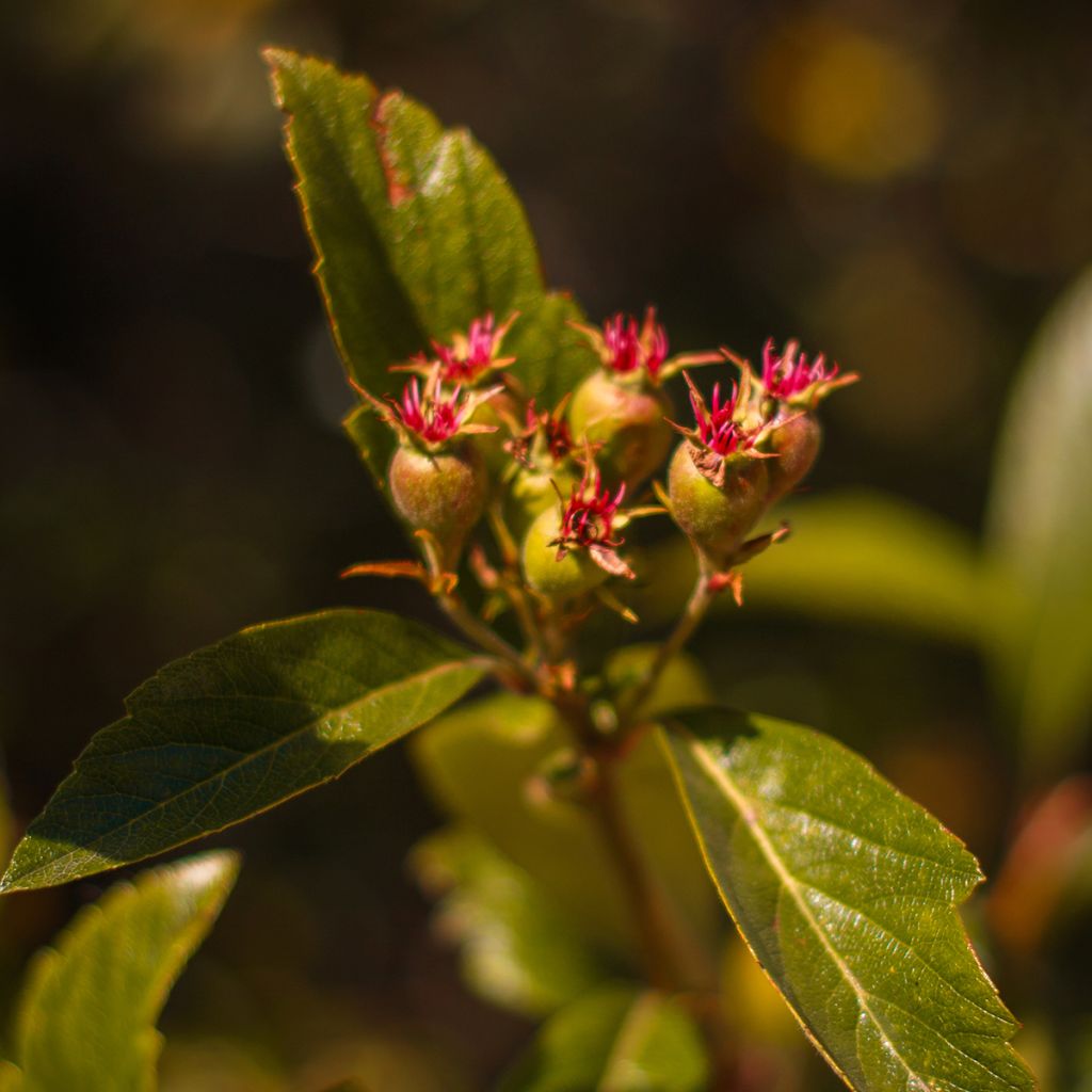 Meksikonorapihlaja - Crataegus mexicana