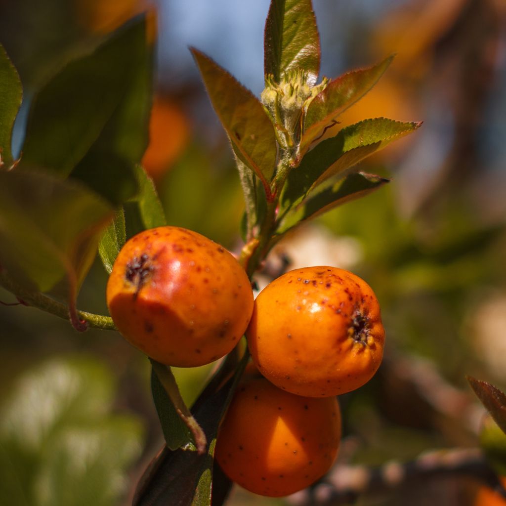 Meksikonorapihlaja - Crataegus mexicana