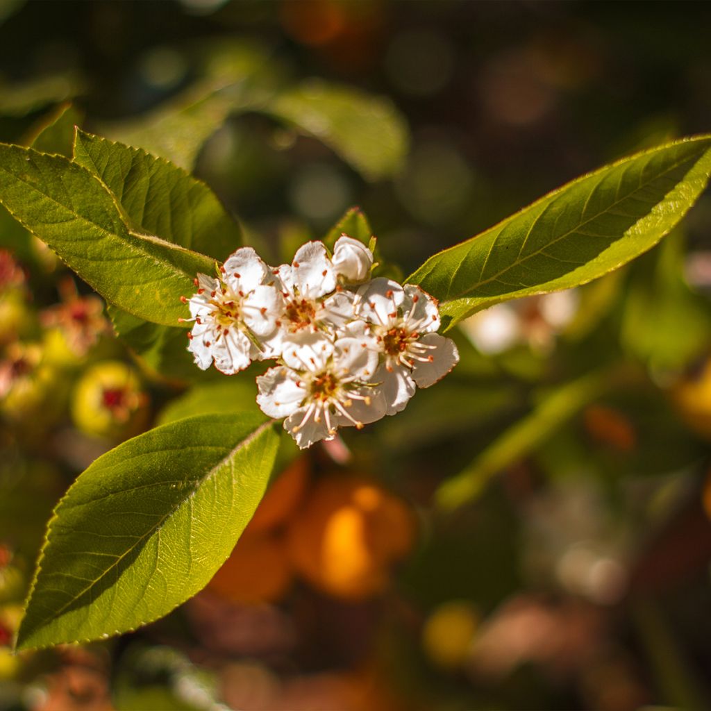 Meksikonorapihlaja - Crataegus mexicana