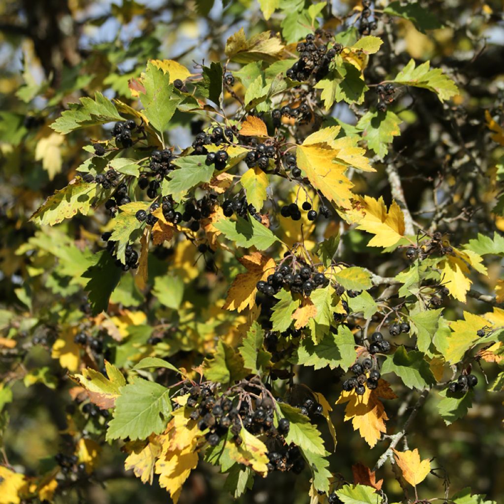 Nukkaorapihlaja - Crataegus nigra