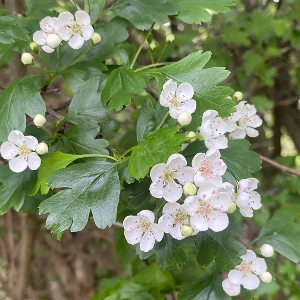 Nukkaorapihlaja - Crataegus nigra