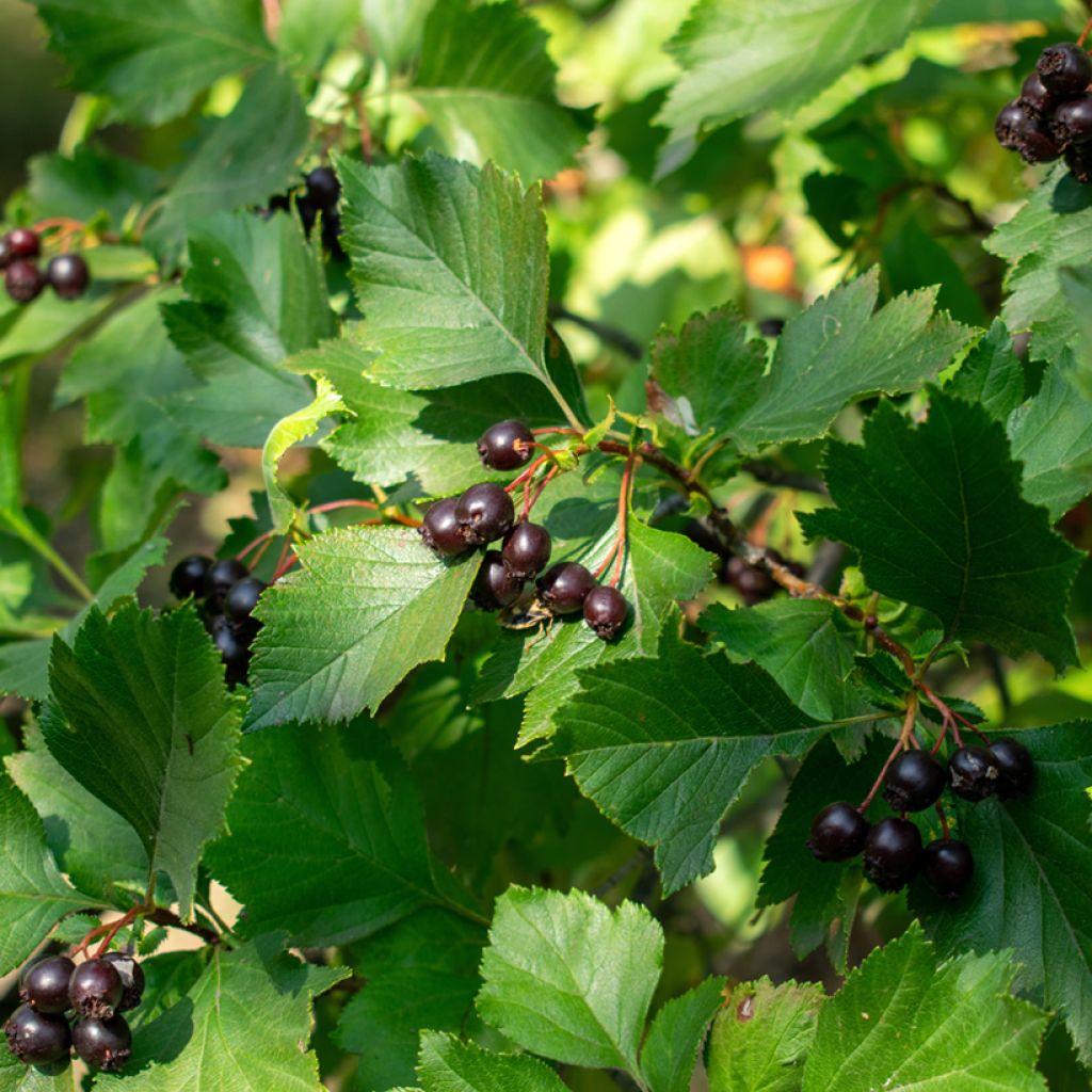 Nukkaorapihlaja - Crataegus nigra