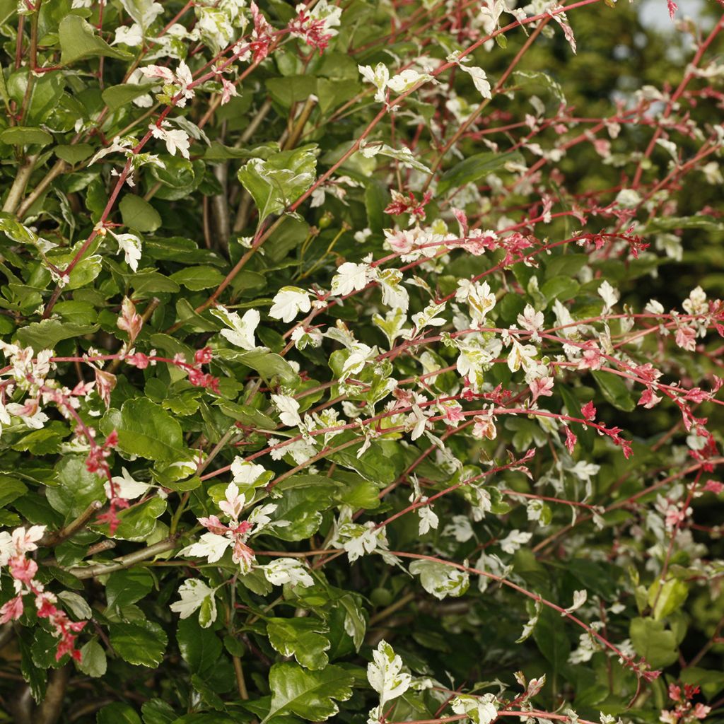Orapihlaja Gireoudii