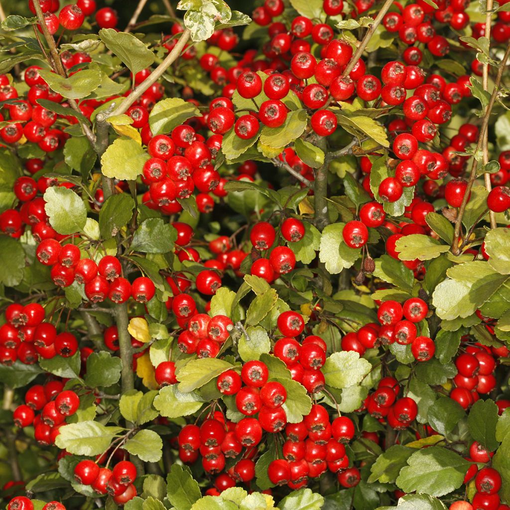 Orapihlaja Gireoudii