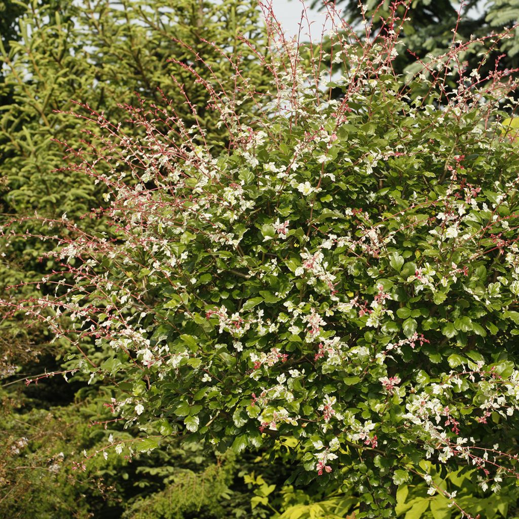 Orapihlaja Gireoudii