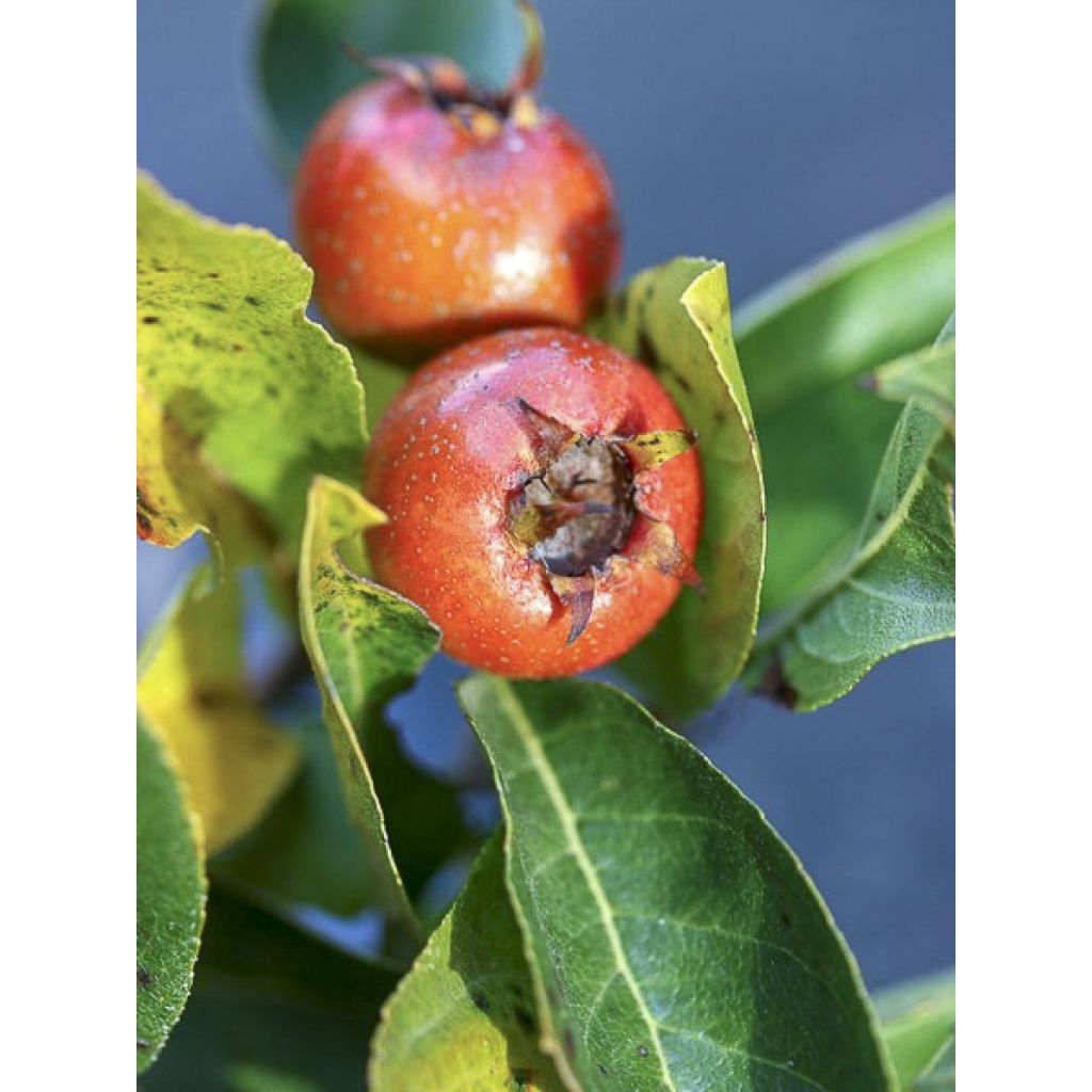 Etelänorapihlaja Crataemespilus