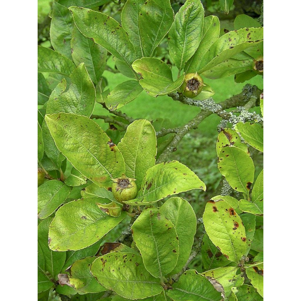 Etelänorapihlaja Crataemespilus