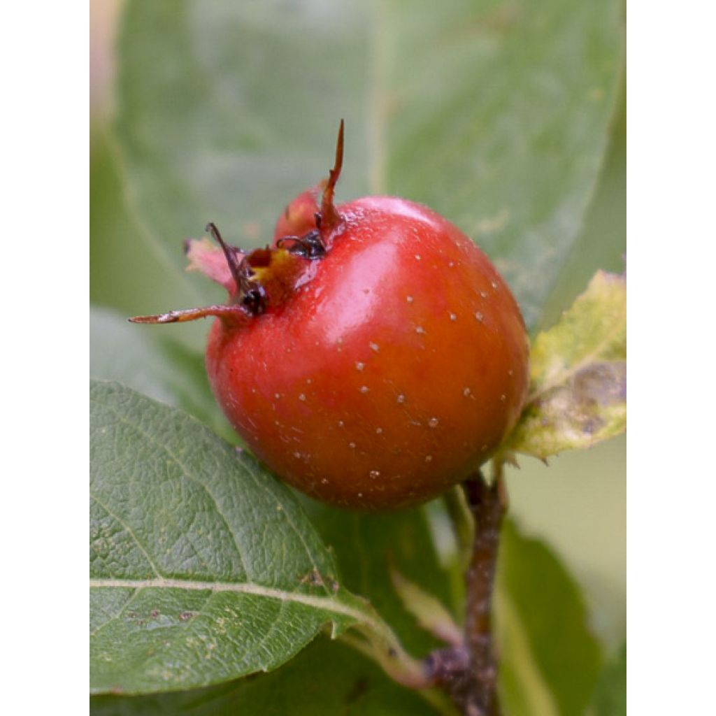 Etelänorapihlaja Crataemespilus