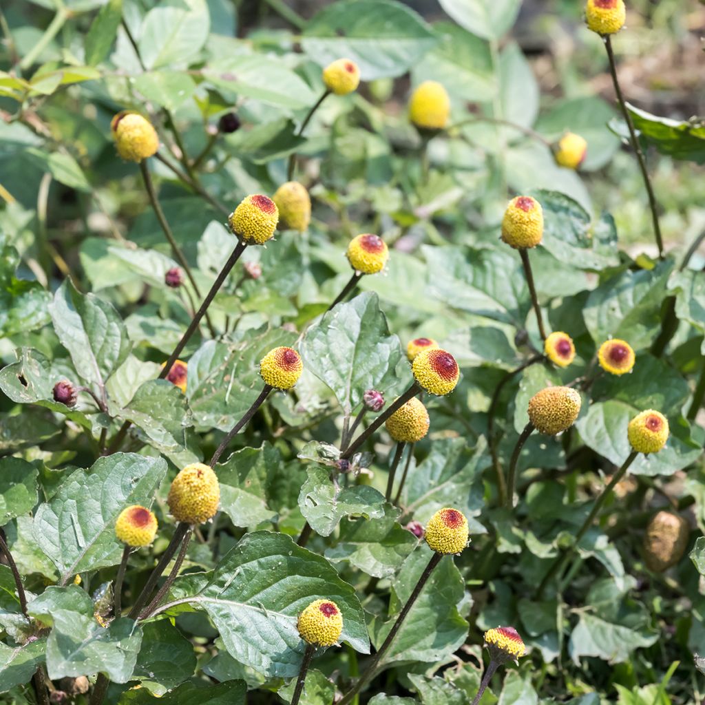 Tarhaparakrassi keltainen - Spilanthes oleracea