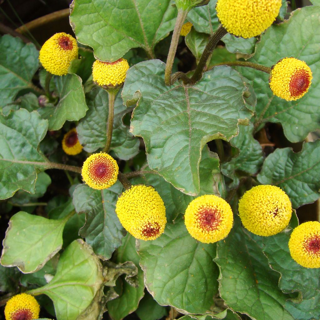Tarhaparakrassi keltainen - Spilanthes oleracea