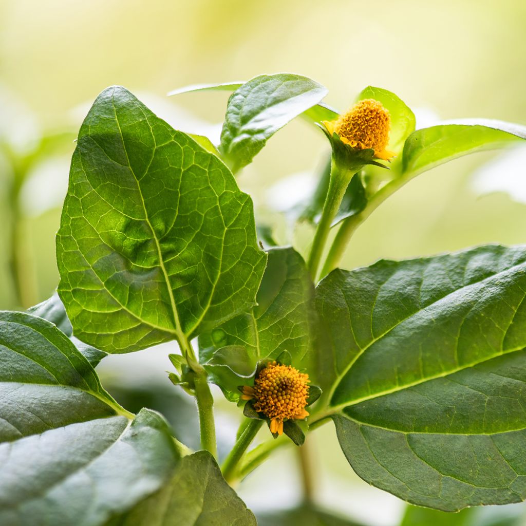 Tarhaparakrassi keltainen - Spilanthes oleracea