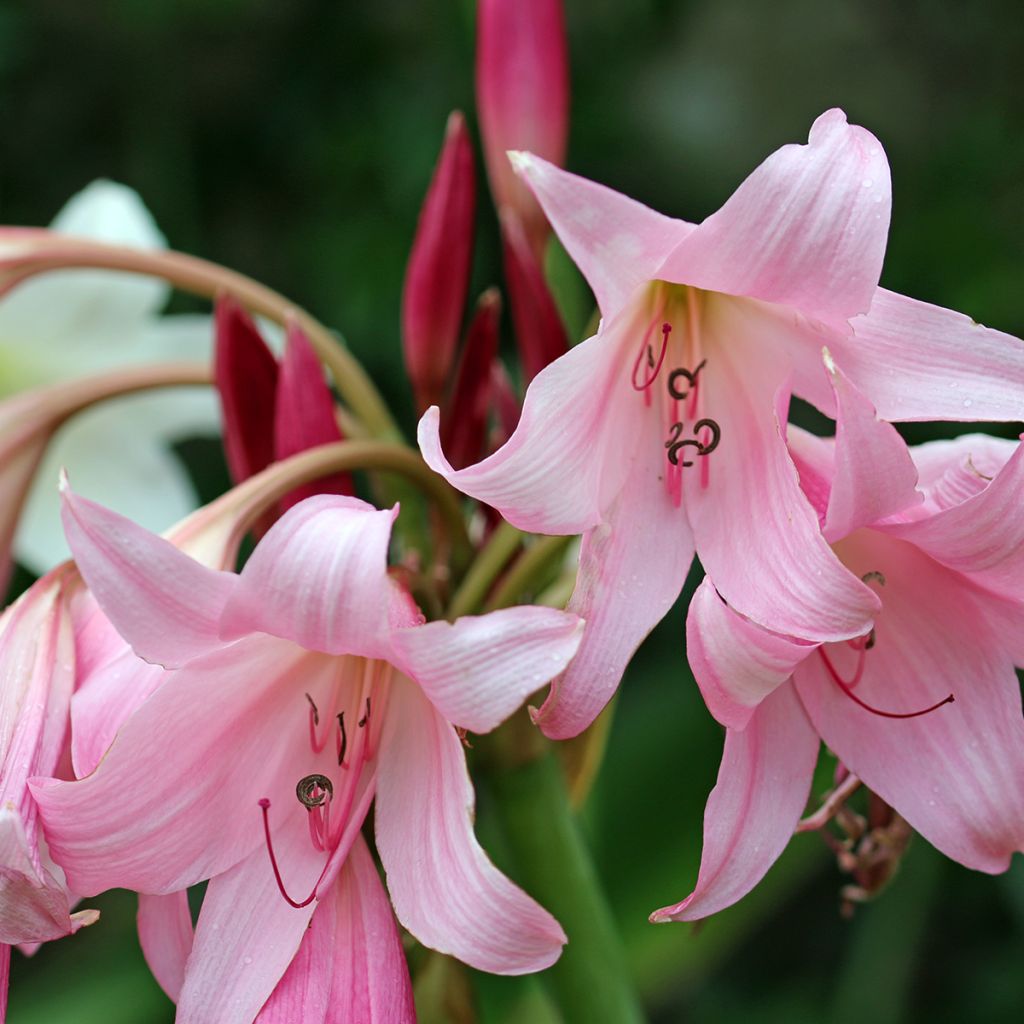 Kriinumi Rosea