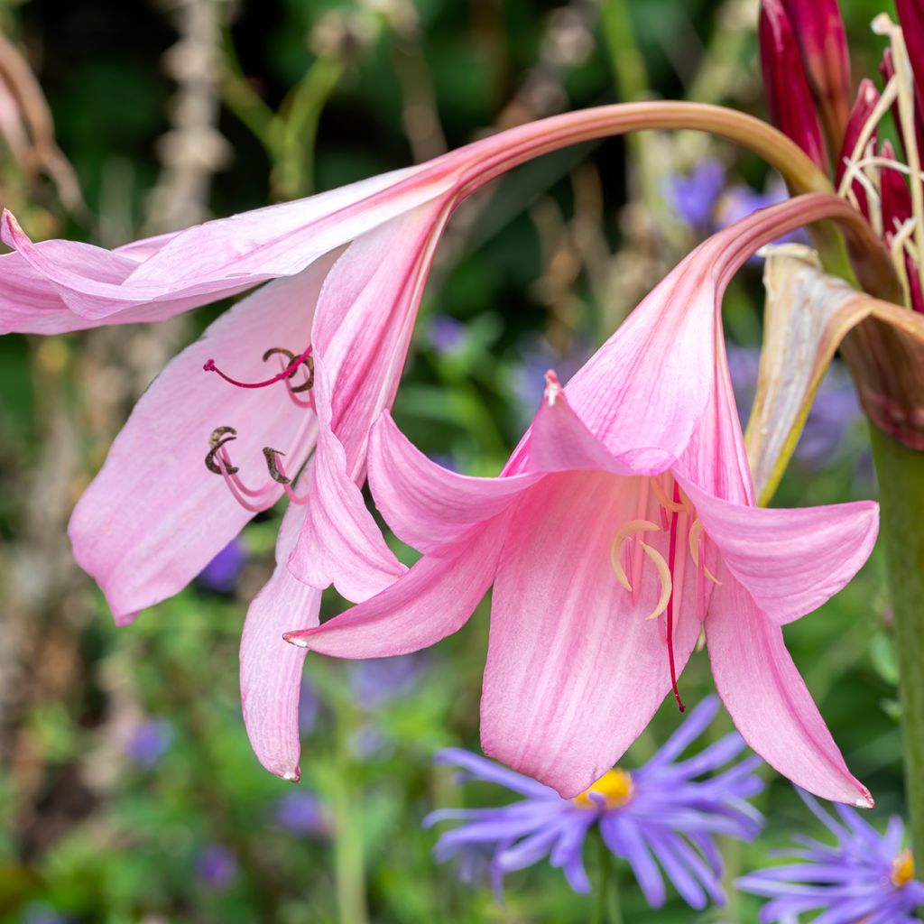 Kriinumi Rosea