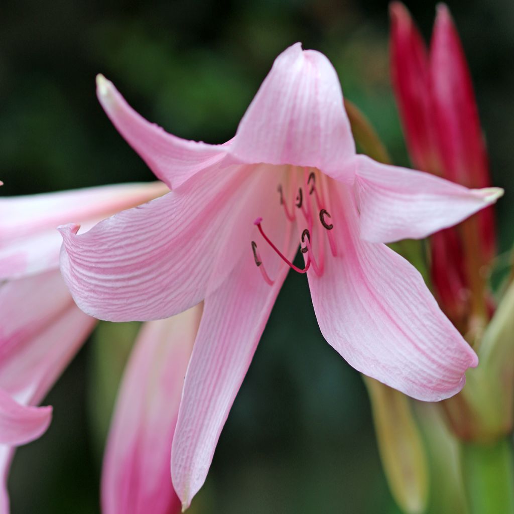 Kriinumi Rosea
