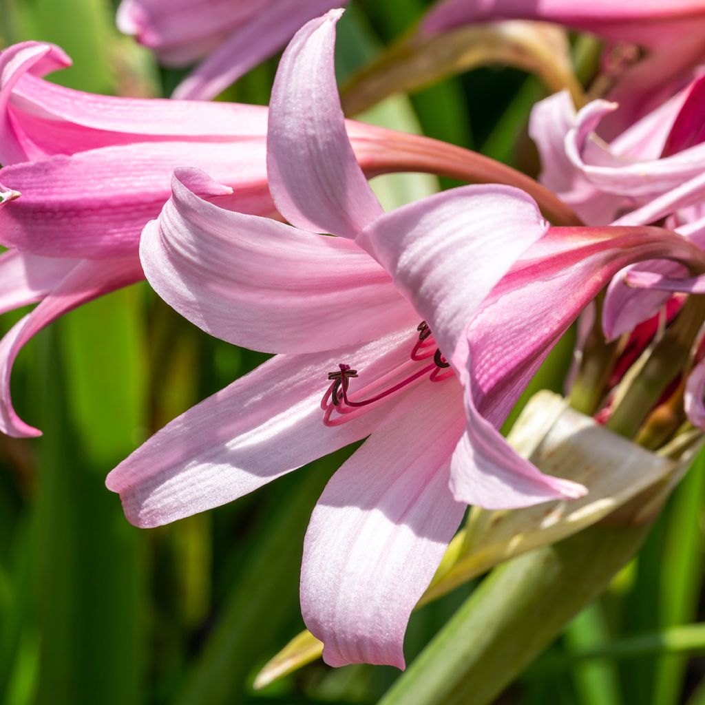 Kriinumi Rosea