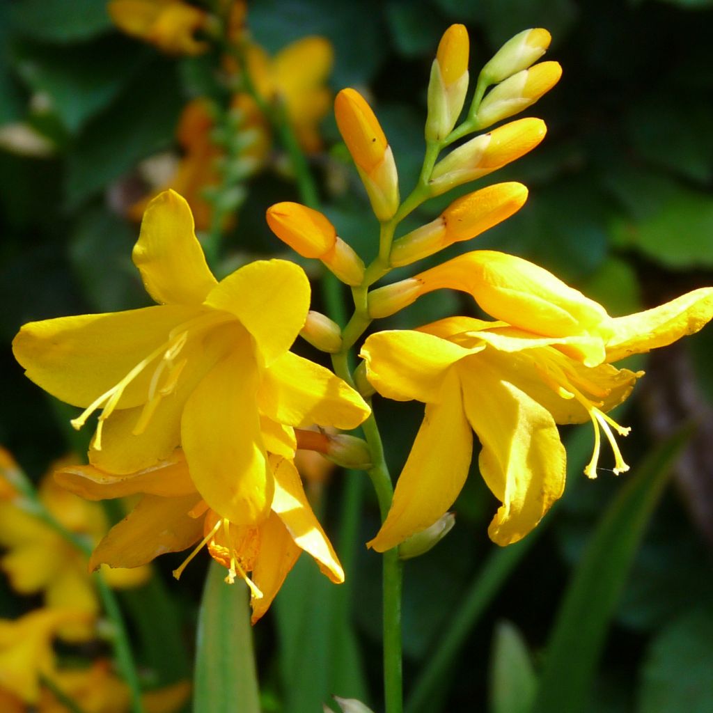 Ruostekukka Buttercup