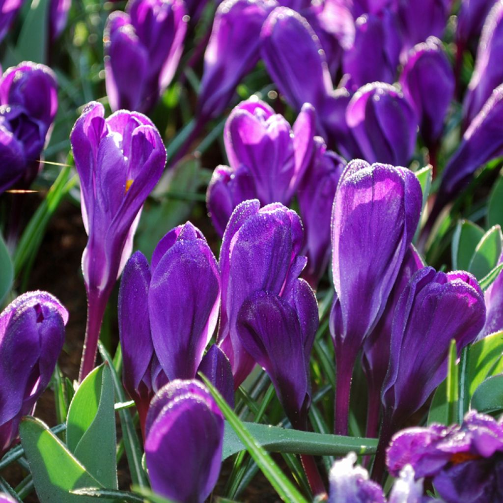 Kevätsahrami Flower Record