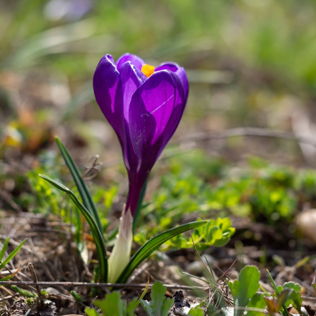 Kevätsahrami Flower Record