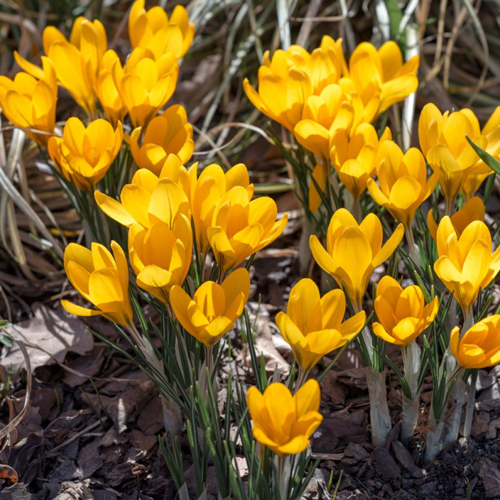 Kevätsahrami Grand Jaune