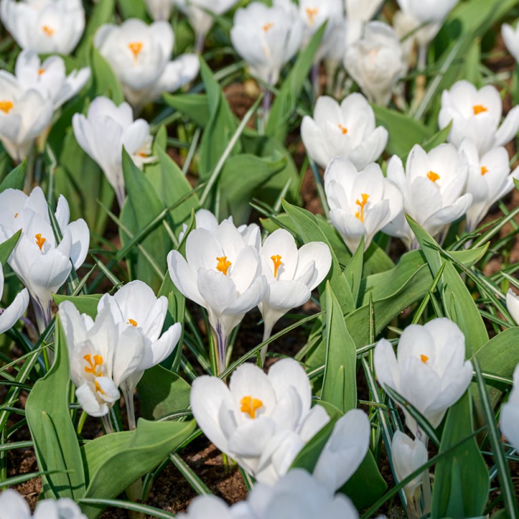 Kevätsahrami Jeanne D'Arc
