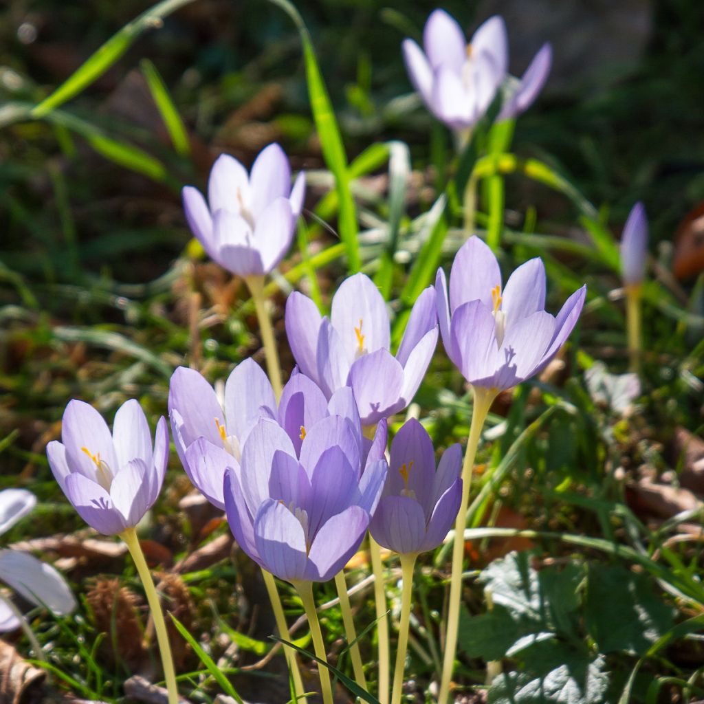 Kevätsahrami - Crocus karduchorum