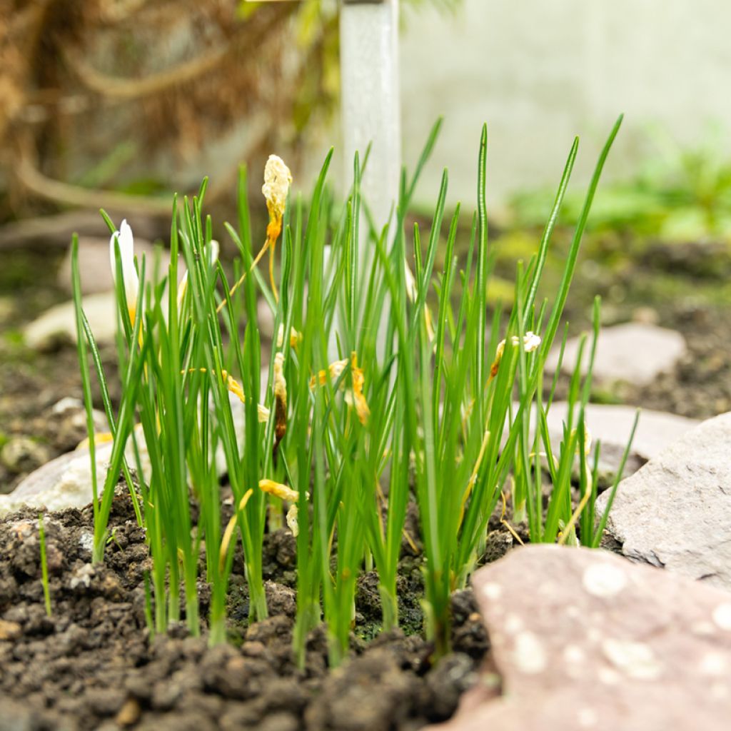 Kevätsahrami - Crocus ochroleucus