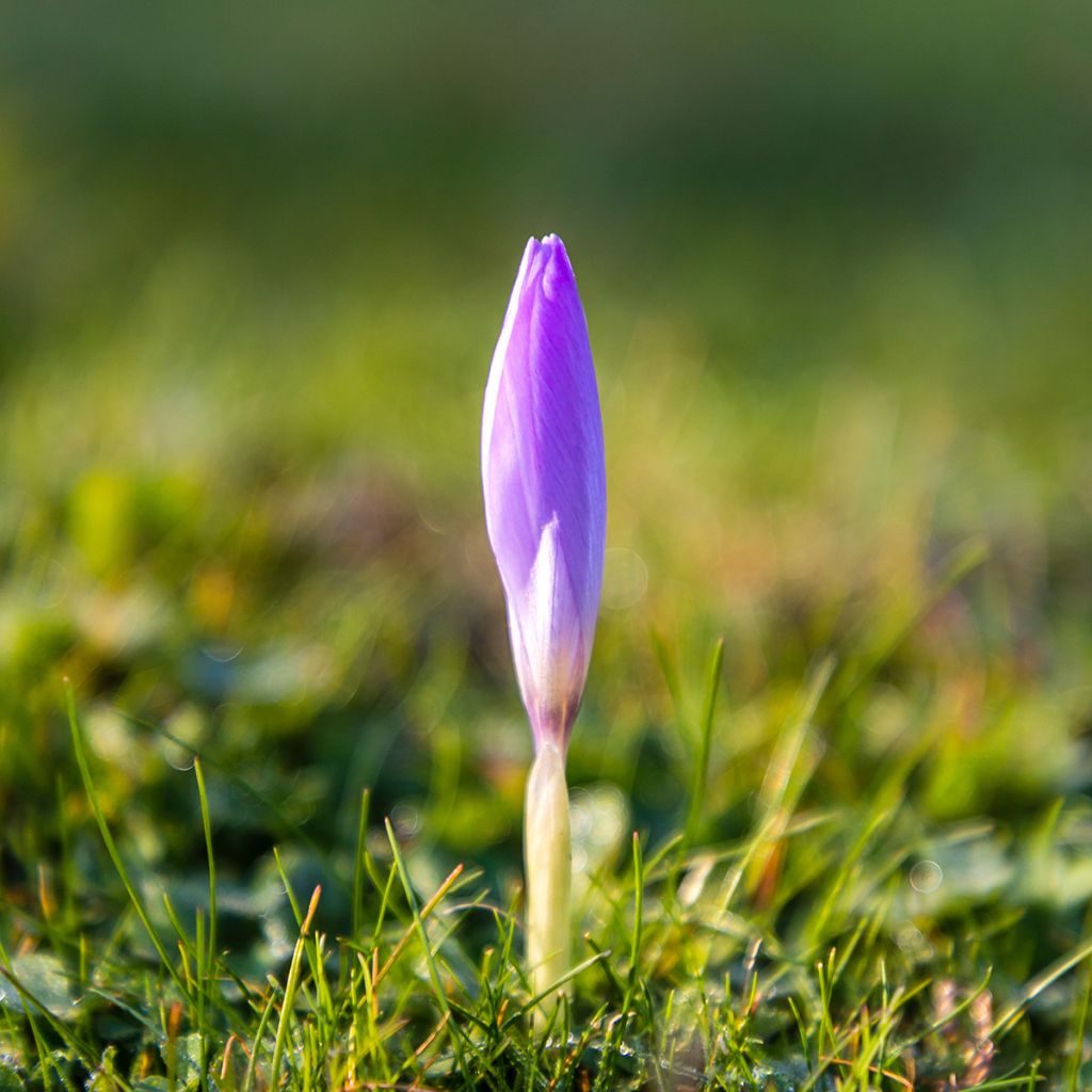 Kevätsahrami - Crocus ligusticus