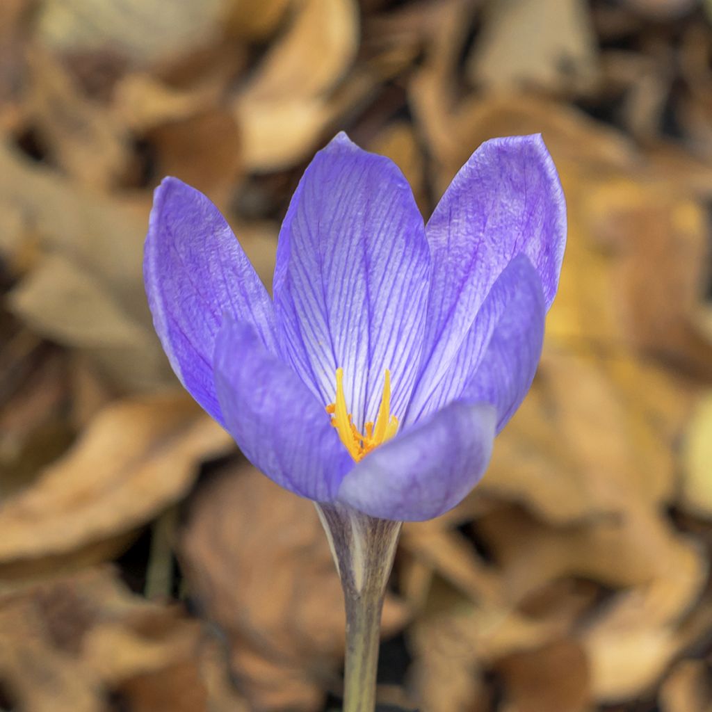 Kevätsahrami - Crocus ligusticus