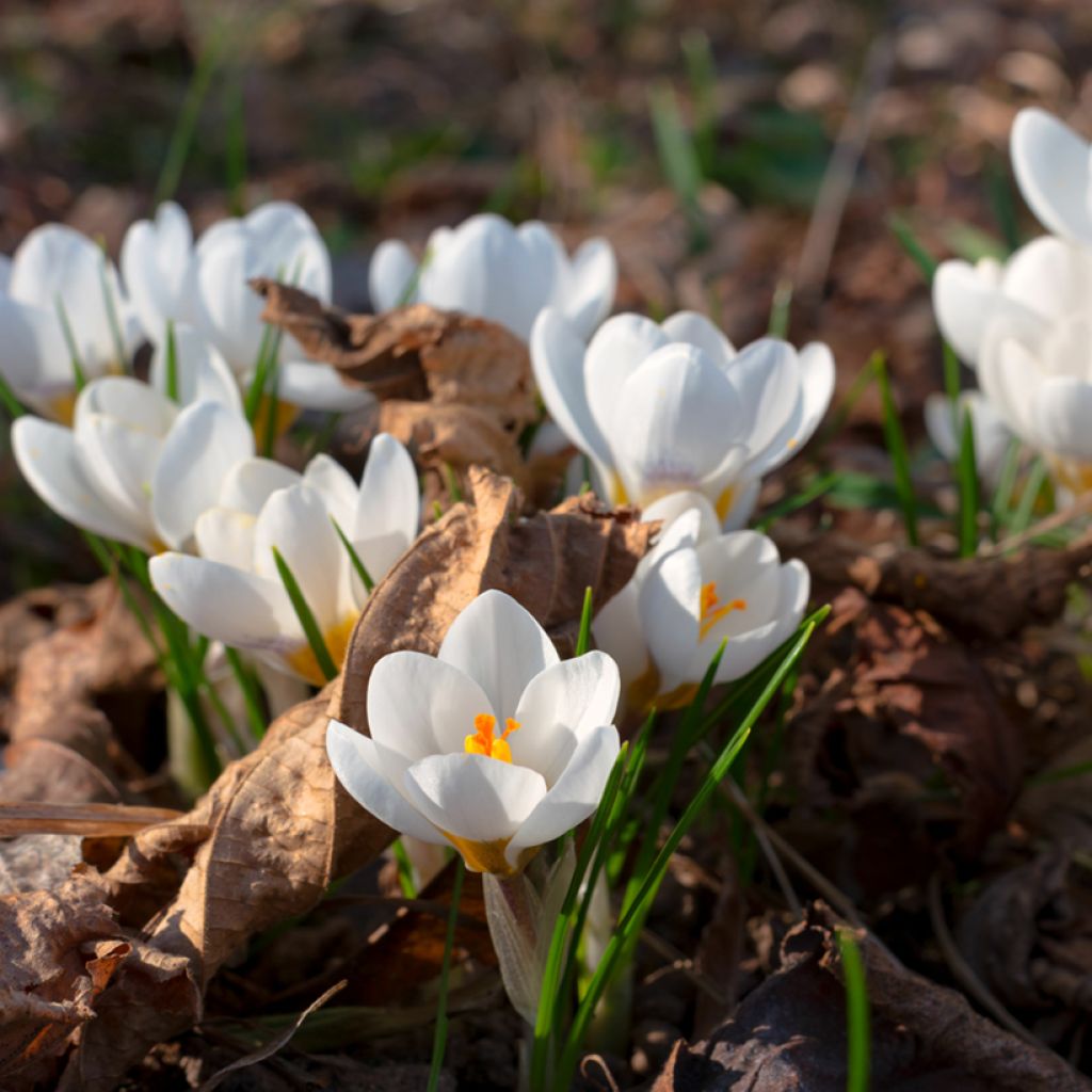 Kevätsahrami - Crocus malyi