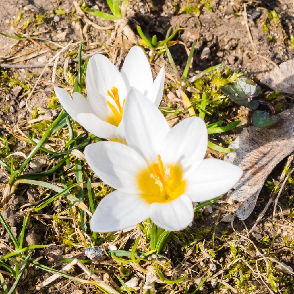 Kevätsahrami - Crocus malyi