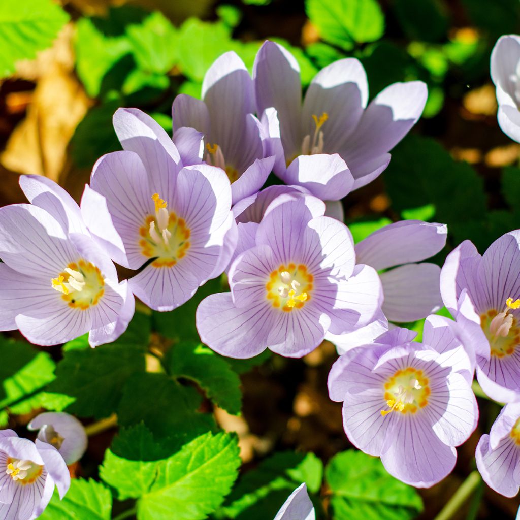 Makedoniansyyssahrami - Crocus pulchellus