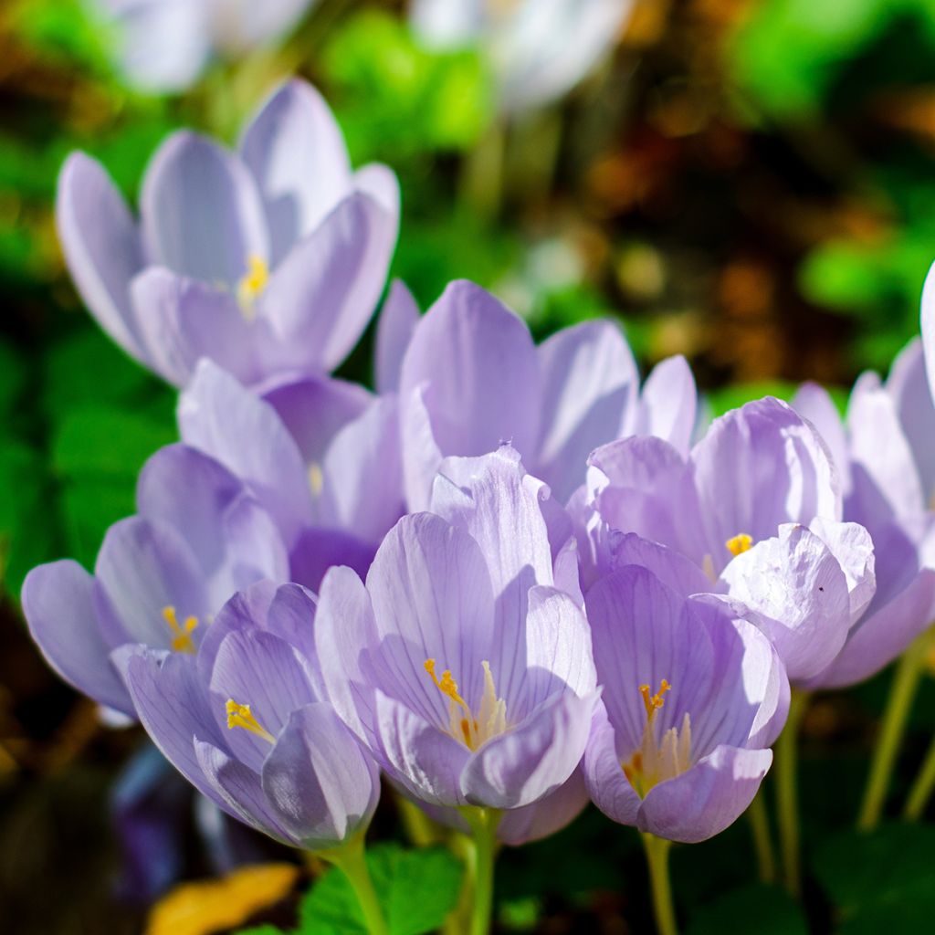 Makedoniansyyssahrami - Crocus pulchellus