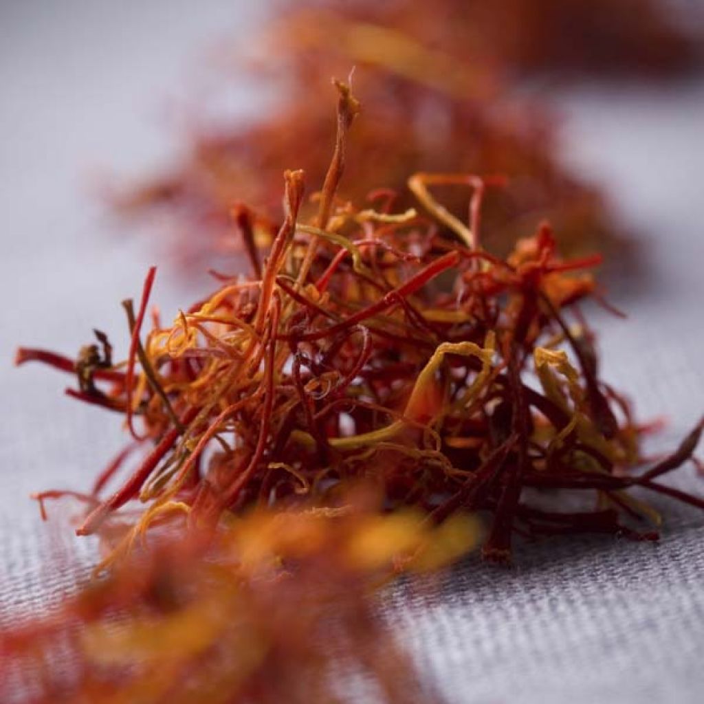 Maustesahrami - Crocus sativus