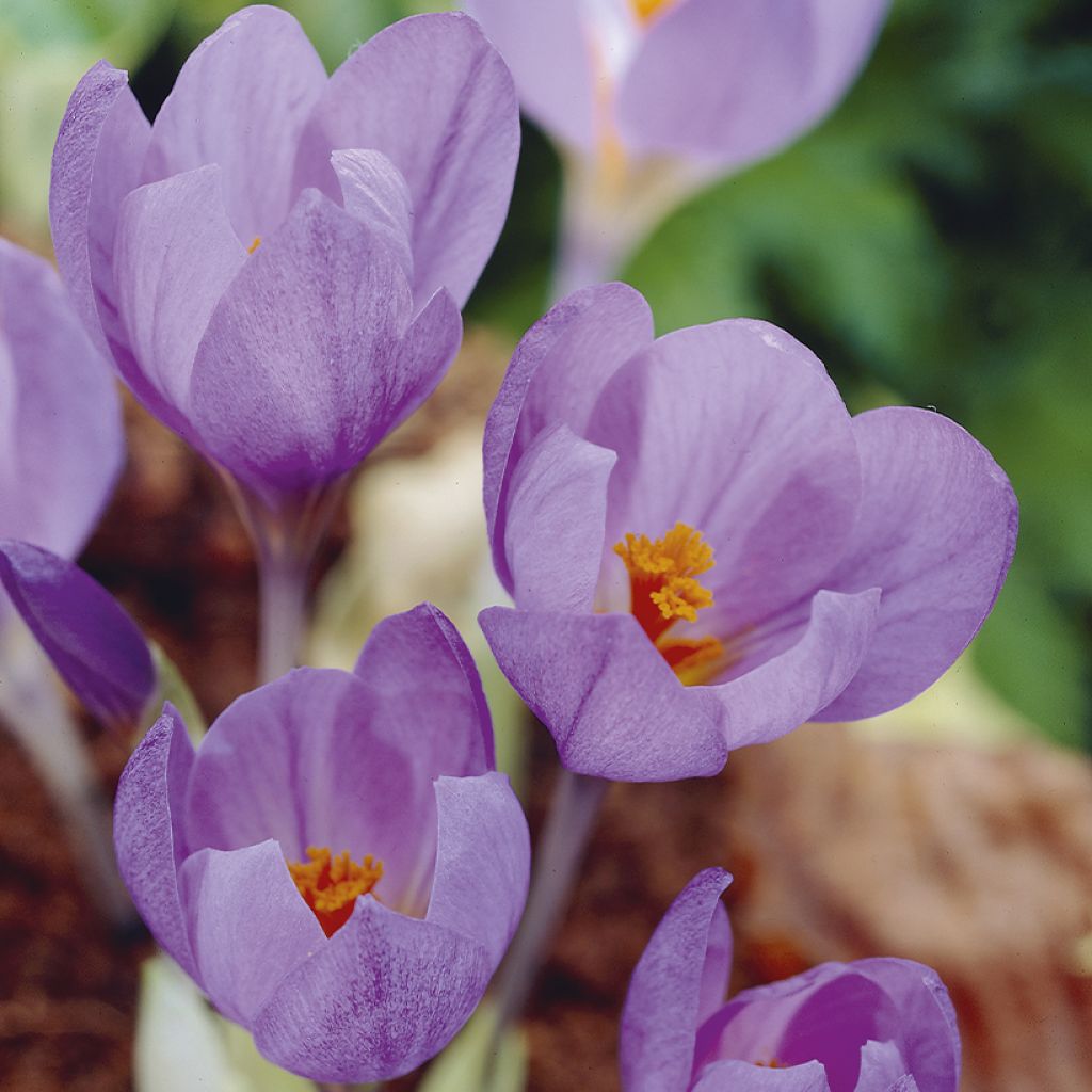 Kevätsahrami - Crocus serotinus subsp. salzmannii