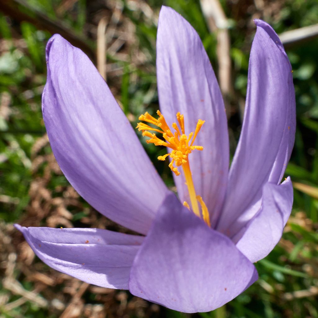 Kevätsahrami - Crocus serotinus subsp. salzmannii