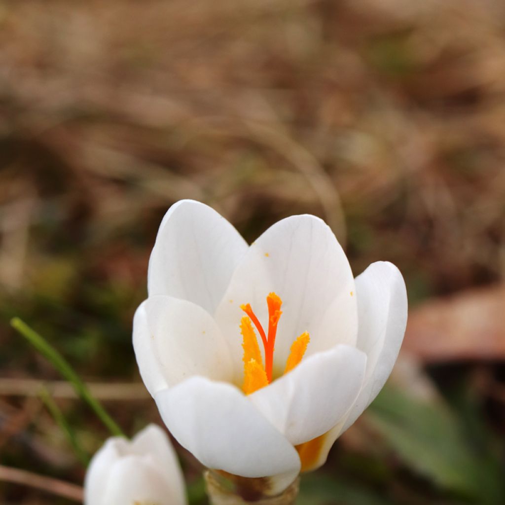 Kevätsahrami White